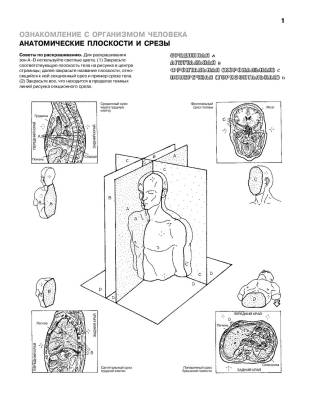 Анатомия человека. Атлас-раскраска